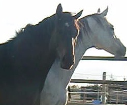 Minton & Kadence August 2011a